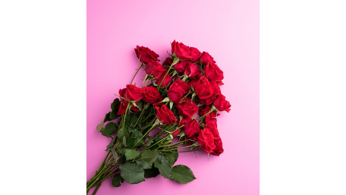 Rose Day 2024 6 Types Of Roses And Their Special Meanings You Should   Red Rose1707121265148 