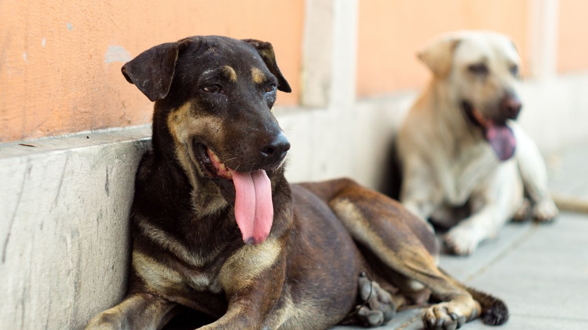 Delhi: 18-Month-Old Girl Mauled To Death By Stray Dogs In Tuglak Road Area