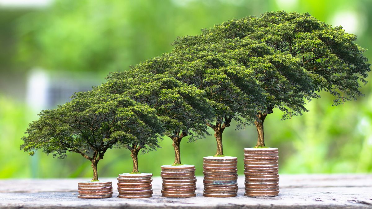 5 Simple Tips To Grow A Healthy Money Plant And How To Take Care Of It