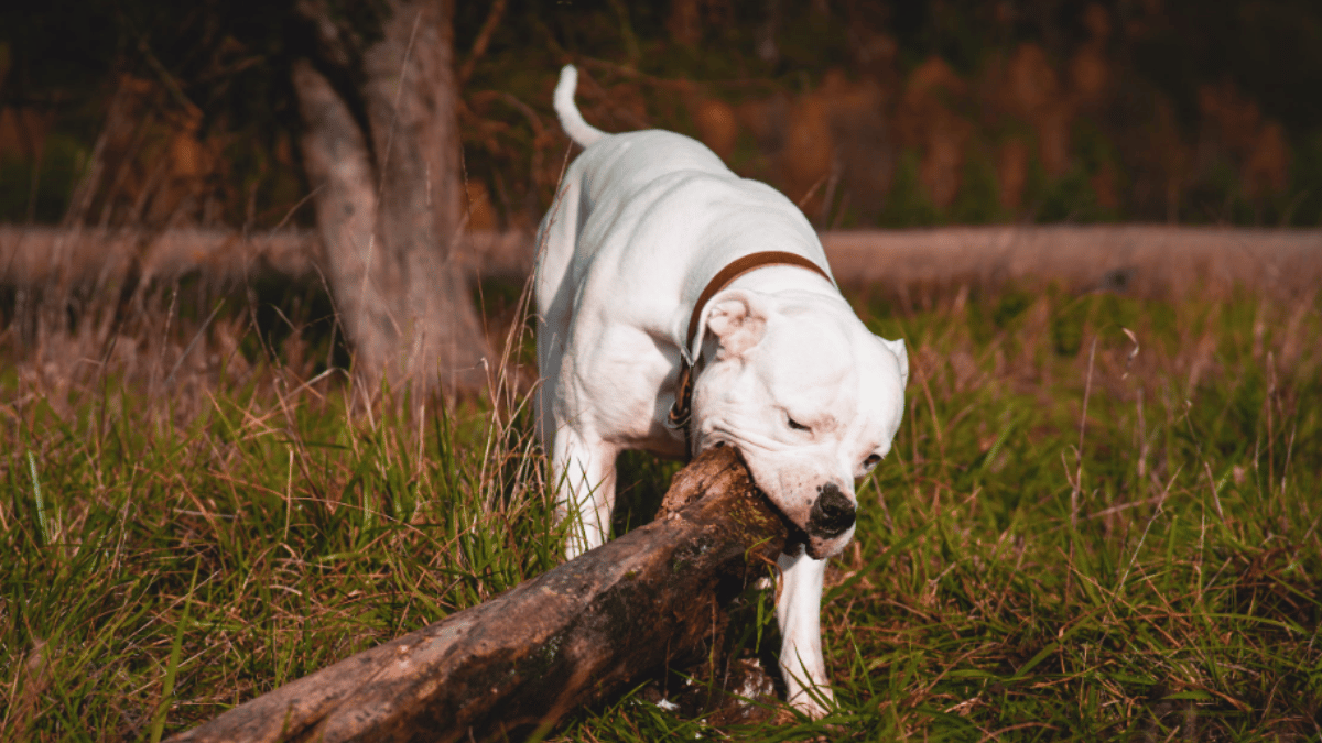 Top 10 Dogs With Most Powerful Bites. (Source: Pexels)