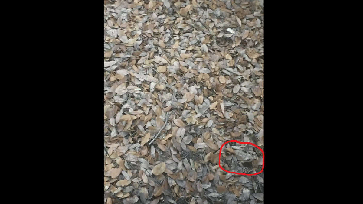 Can you spot the frog in under 10 seconds. (Source: JAGRANJOSH)