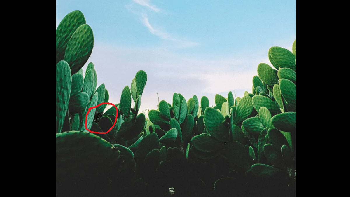 You have to spot the cat in under 10 seconds. (Source: centraltucson.co/ Instagram)