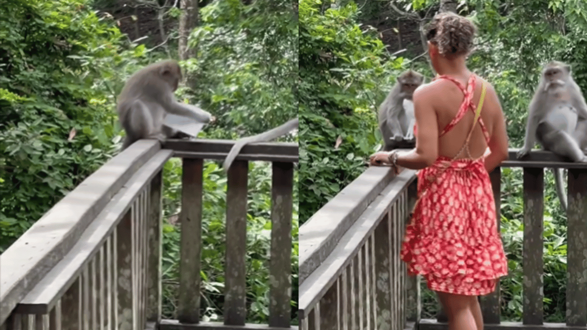 viral-video-mischievous-monkey-tears-woman-passport-ill-fated-tourist-watches-in-horror