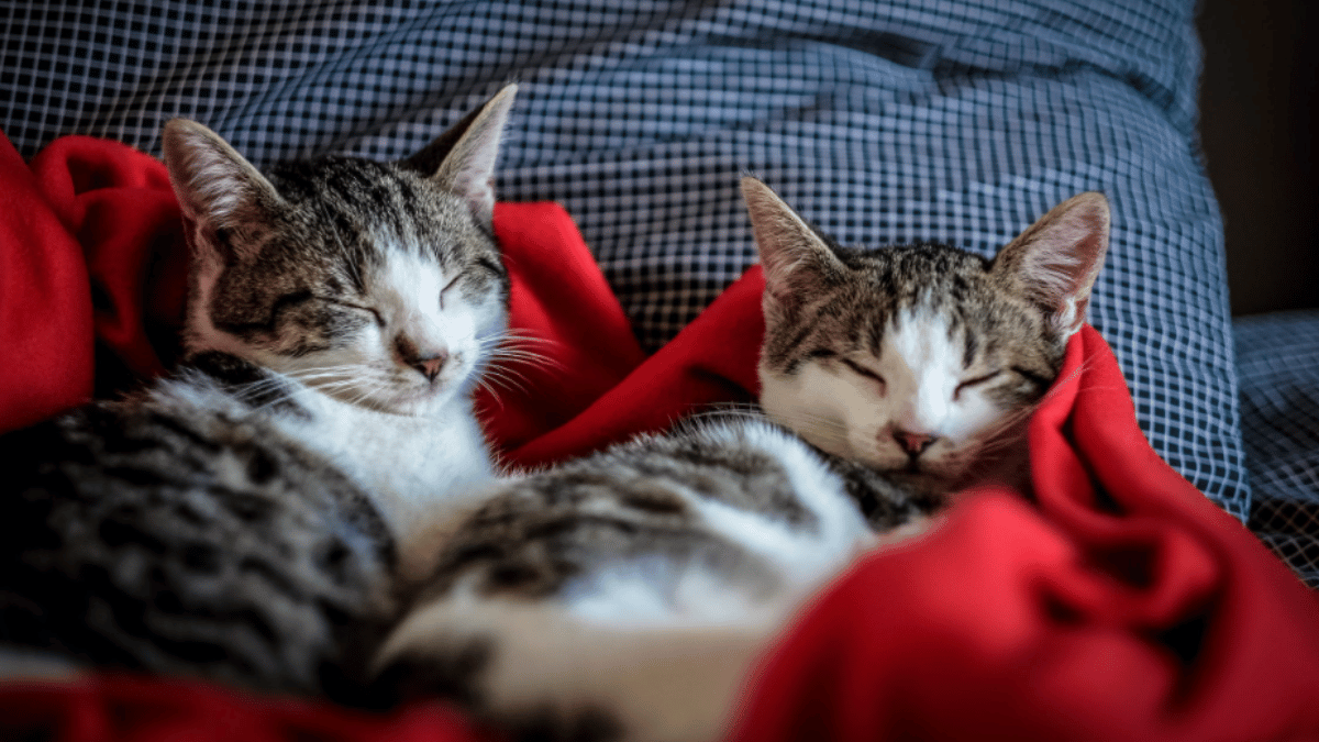 top-10-most-pet-friendly-animals-cats-dogs-to-capybara