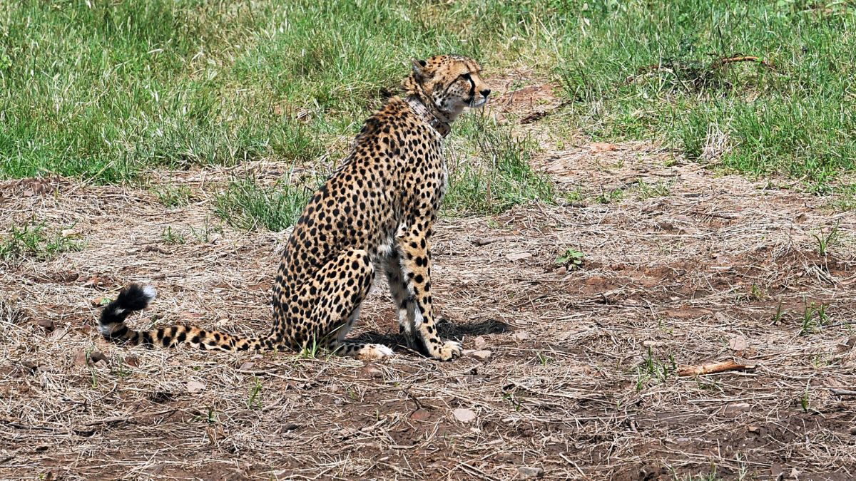 Namibian Cheetah Aasha Gives Birth To Three Cubs In Mps Kuno National Park Watch Video 1100