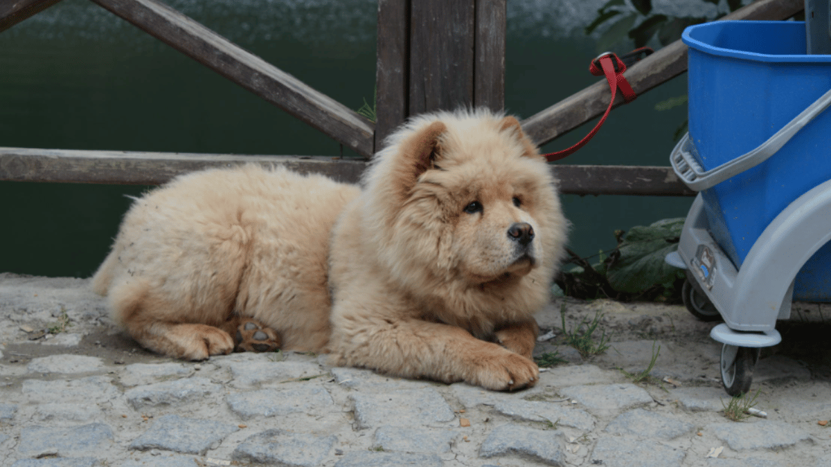 Top 10 Dogs With Most Powerful Bites. (Source: Pexels)