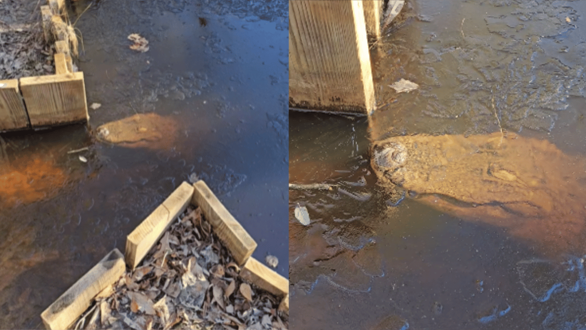 alligator-chilling-video-of-breathing-through-frozen-ice-sheet-goes-viral-netizens-pull-hypothermia-jokes