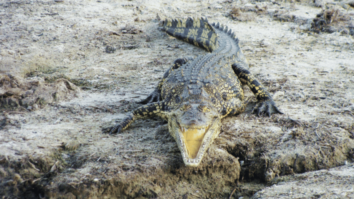 10 Animals With The Sharpest Teeth | Great White Shark To Piranha