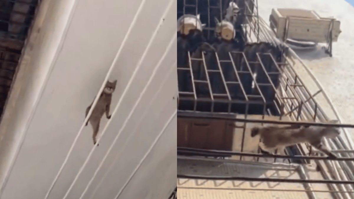 cat-from-video-game-stray-comes-to-life-feline-viral-video-of-crossing-deadly-path-leaves-internet-impressed-watch