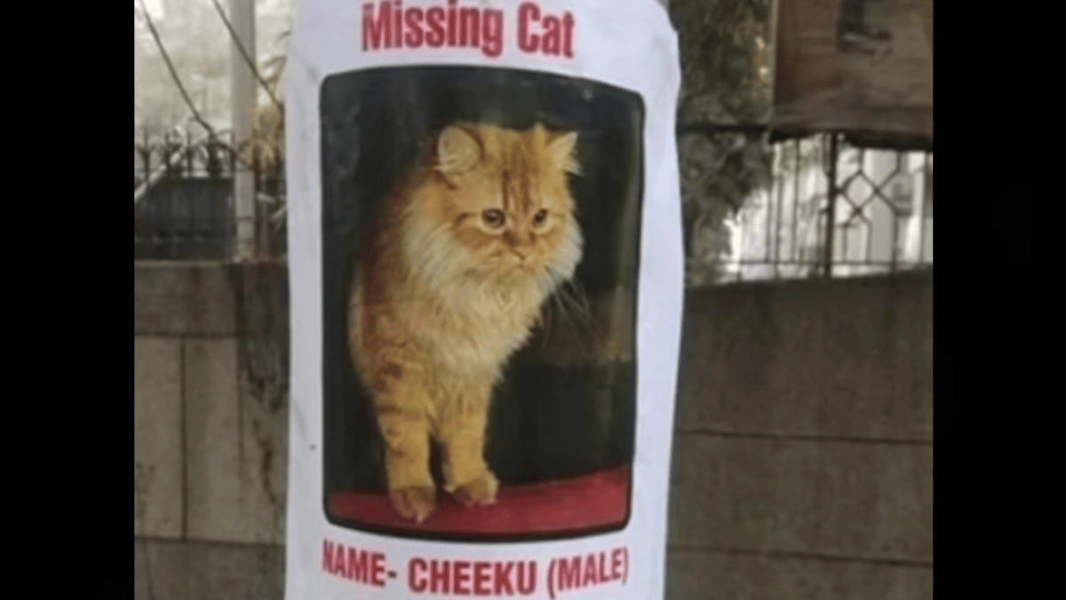 owner-offers-rs-1-lakh-reward-for-missing-cat-cheeku-cat-people-call-it-relatable