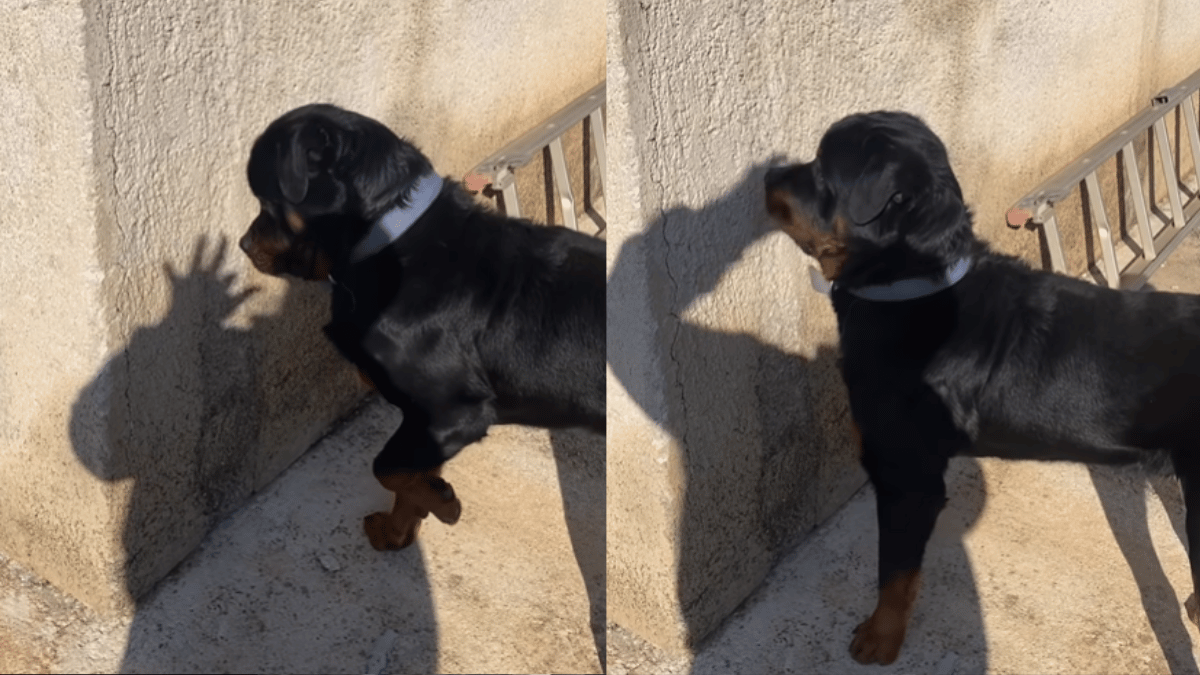 dog-confuses-shadow-with-real-hand-result-is-the-cutest-video-on-internet-today-watch