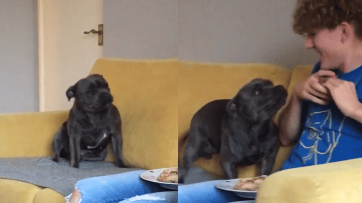viral-video-dog-excited-tap-dance-reacting-to-bbq-chicken-is-too-adorable-to-miss