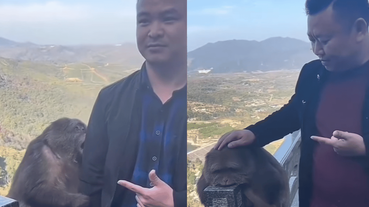 viral-video-of-monkey-disappointment-after-failing-to-scare-tourist-is-too-cute-to-miss