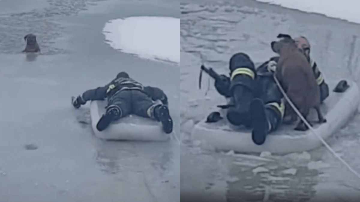 viral-video-firefighter-slides-on-frozen-river-to-rescue-dog-his-mission-wins-the-internet