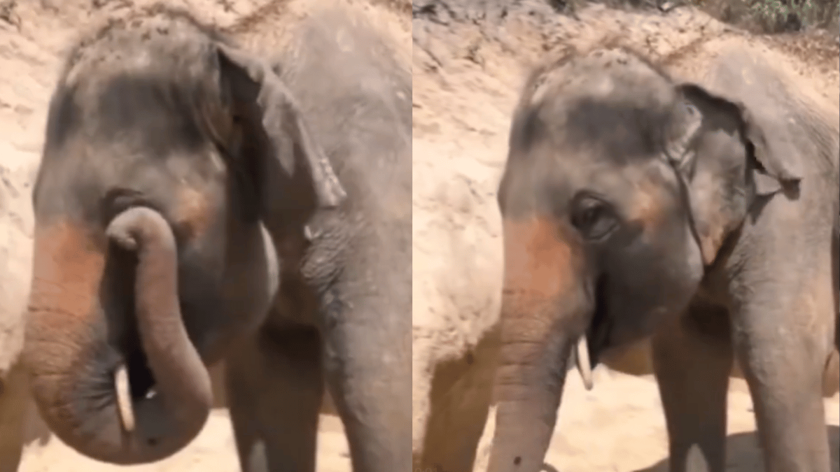viral-video-elephant-rubbing-its-eye-like-a-kid-is-your-today-dose-of-cuteness-watch
