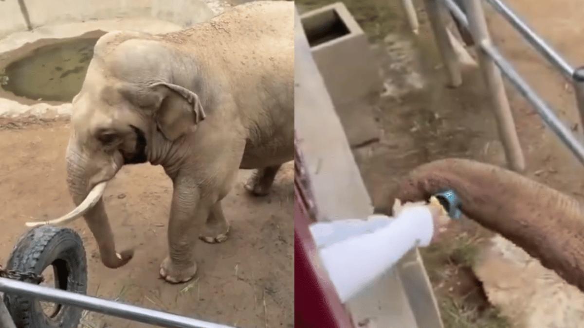 elephant-gives-back-toddler-shoe-fallen-in-captivity-wholesome-gesture-melts-the-internet-viral-video