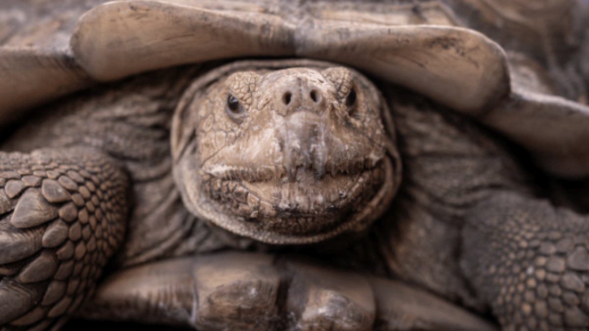 Top 10 Slowest Animals In The World | Giant Galapagos Tortoise To ...