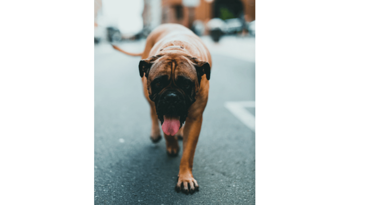 Top 10 Dogs With Most Powerful Bites. (Source: Pexels)