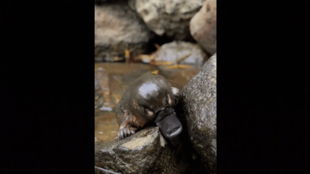 Representative Image (Source: SAL438245/X)