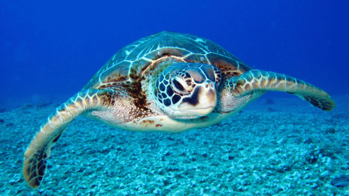 10 Animals That Can Be Both Male And Female. (Source: Pexels)