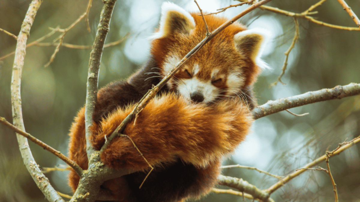 top-9-oldest-mammals-in-the-world-monotremes-to-solenodon