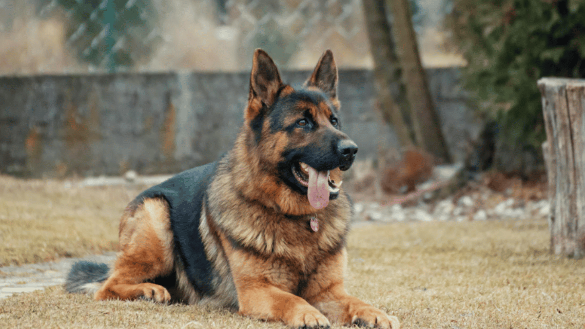Top 10 Dogs With Most Powerful Bites. (Source: Pexels)