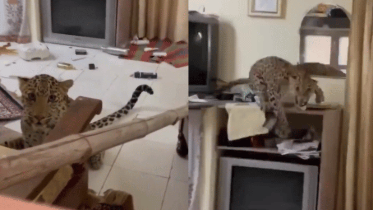 leopard-scare-in-jaipur-big-cat-unleashes-public-fear-after-being-spotted-in-hotel-room-viral-video