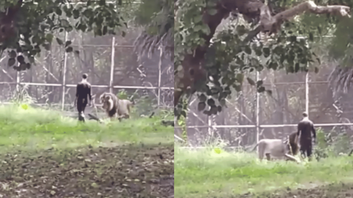 delhi-drunk-bihar-man-enters-lion-enclosure-at-zoo-here-how-the-big-cat-welcomed-him