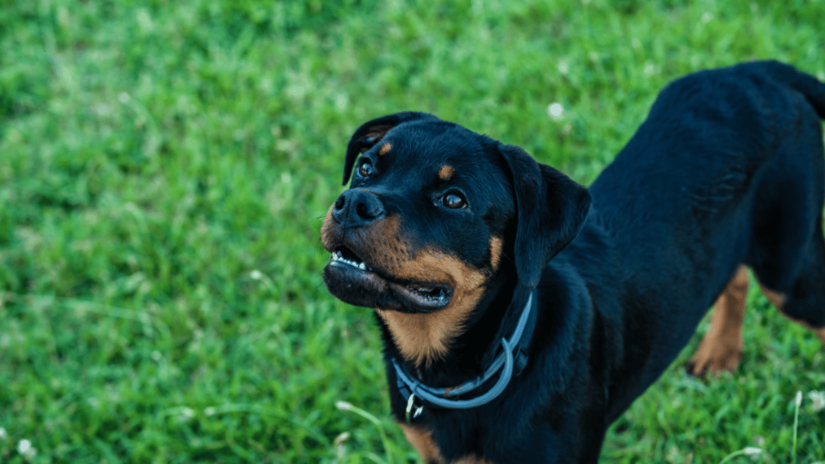 Top 10 Dogs With Most Powerful Bites. (Source: Pexels)