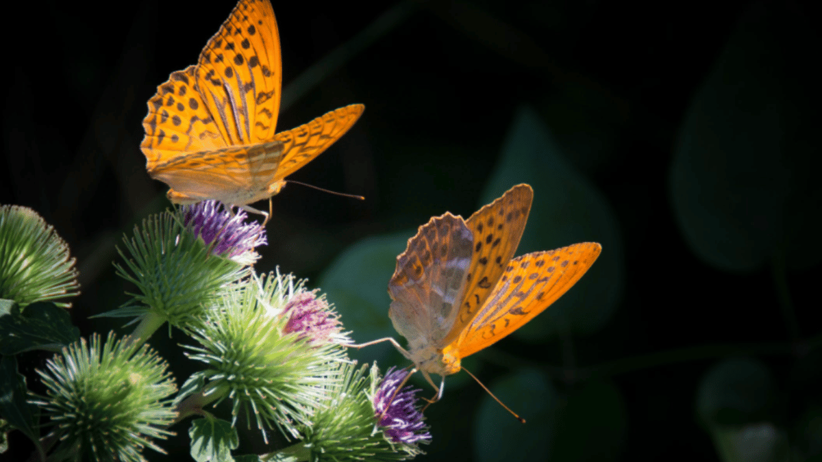10 Animals That Can Be Both Male And Female. (Source: Pexels)