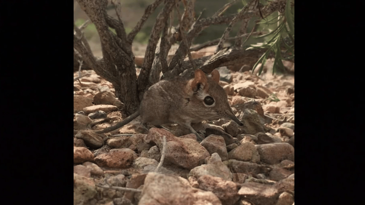 Representative Image (Source: Julesk23/X)