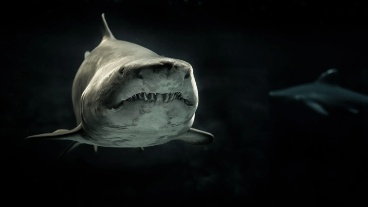 10-animals-with-the-sharpest-teeth-great-white-shark-to-piranha