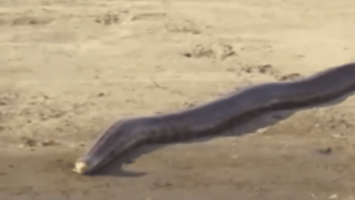 viral-video-15-foot-snake-at-kaziranga-national-park-leaves-internet-terrified-netizens-ask-for-yoink-man-watch