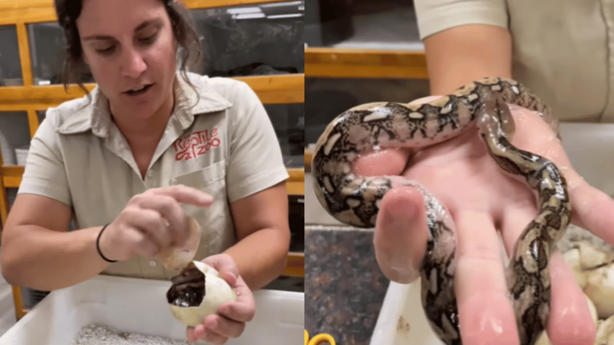 viral-video-woman-cuts-python-eggs-like-a-potato-to-help-snakes-hatch-leaves-internet-with-questions-watch