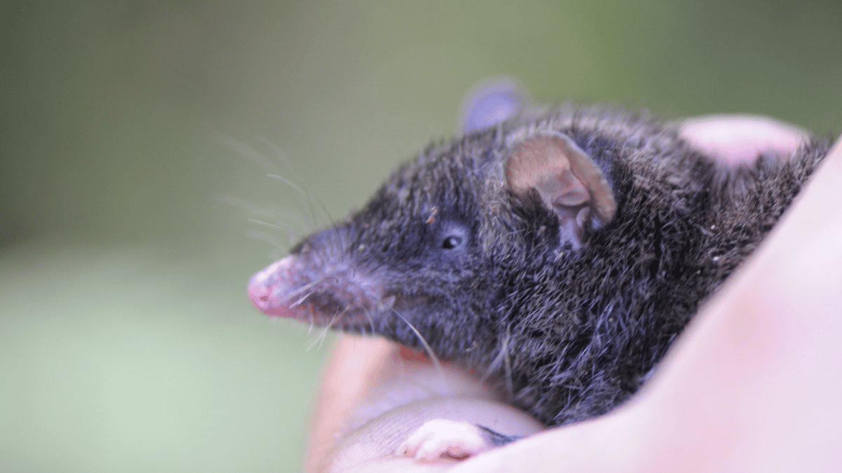 Representative Image (Source: CACB1980/X)