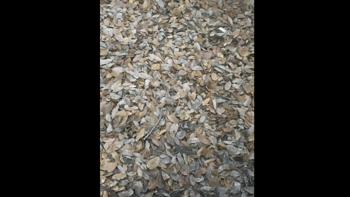 Can you spot the frog in under 10 seconds. (Source: JAGRANJOSH)