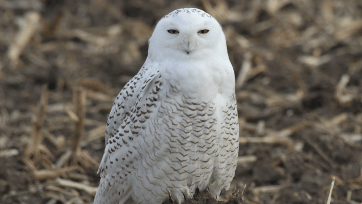 10 Birds That May Go Extinct Soon | Bengal Florican To Forest Owlet