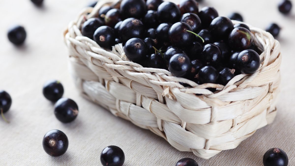 5-health-advantages-of-adding-blackcurrant-in-your-diet-plan