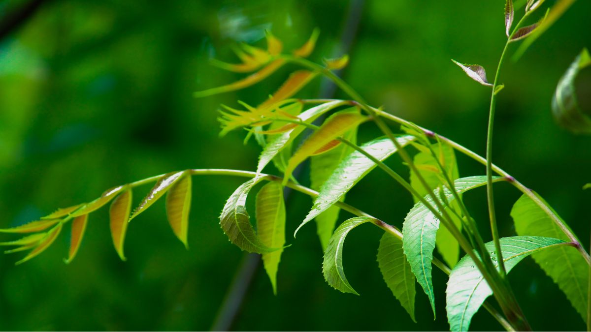 5 Reasons Why You Must Eat Neem Leaves Once In A Week For Good Health