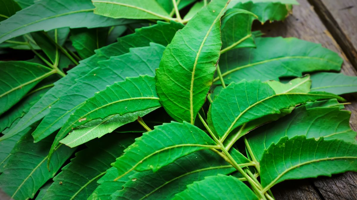 5 Reasons Why You Must Eat Neem Leaves Once In A Week For Good Health