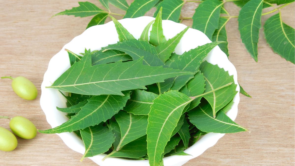 5 Reasons Why You Must Eat Neem Leaves Once In A Week For Good Health