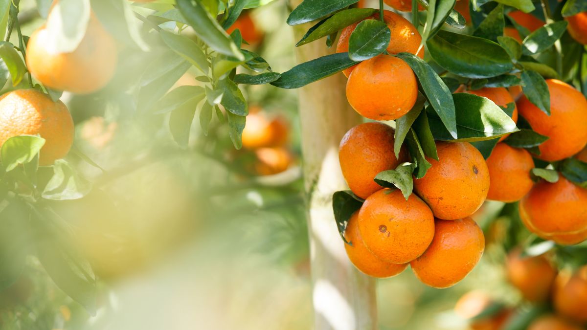 5 Unbelievable Advantages Of Eating One Orange Everyday In Winters