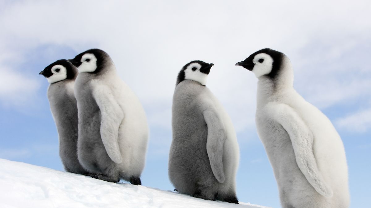 Penguin Awareness Day 2024: Messages, Quotes, WhatsApp And Facebook ...