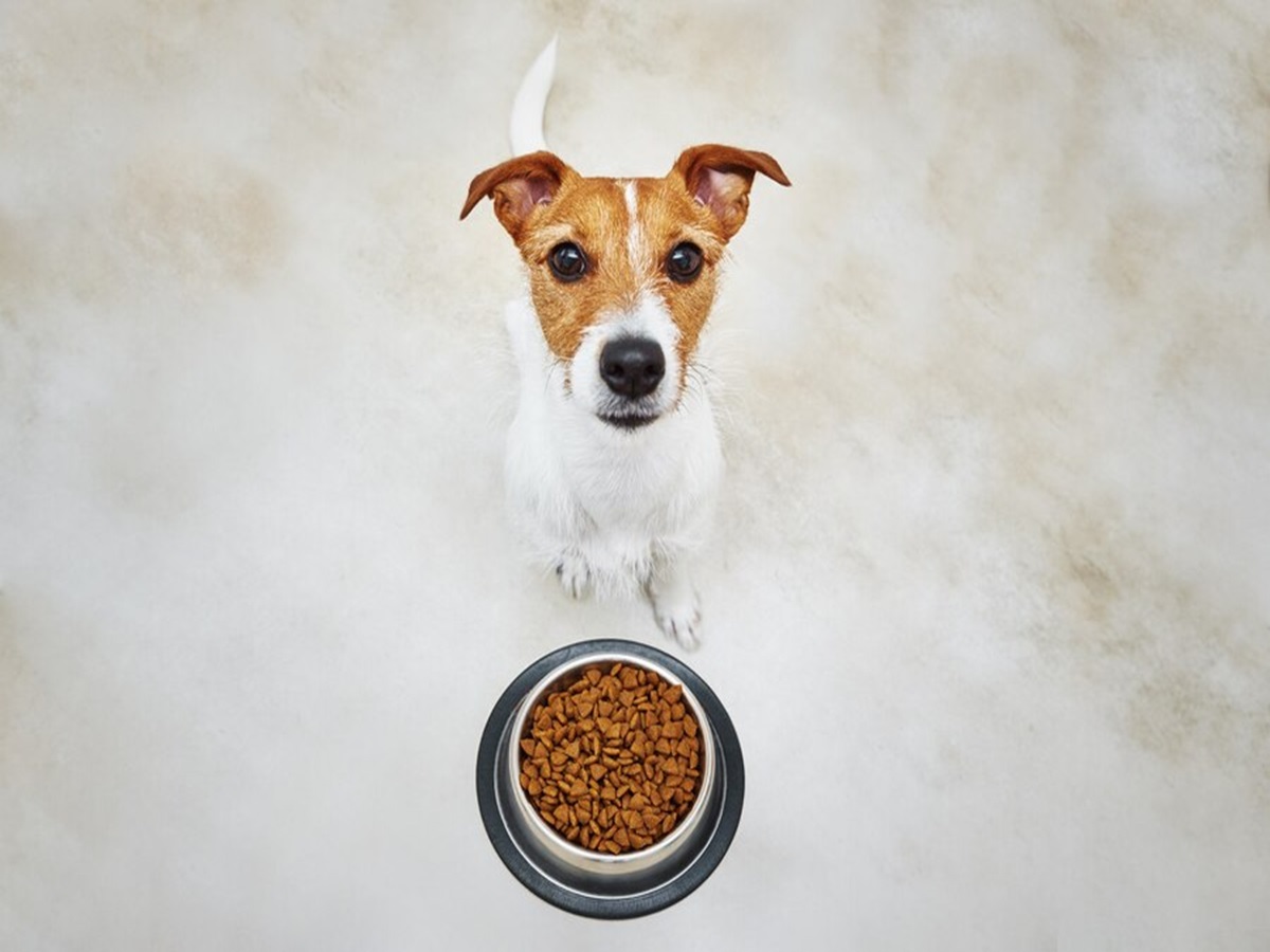 Best Dog Food Of 2024 Precisely Balanced Nutrition For Your Fur