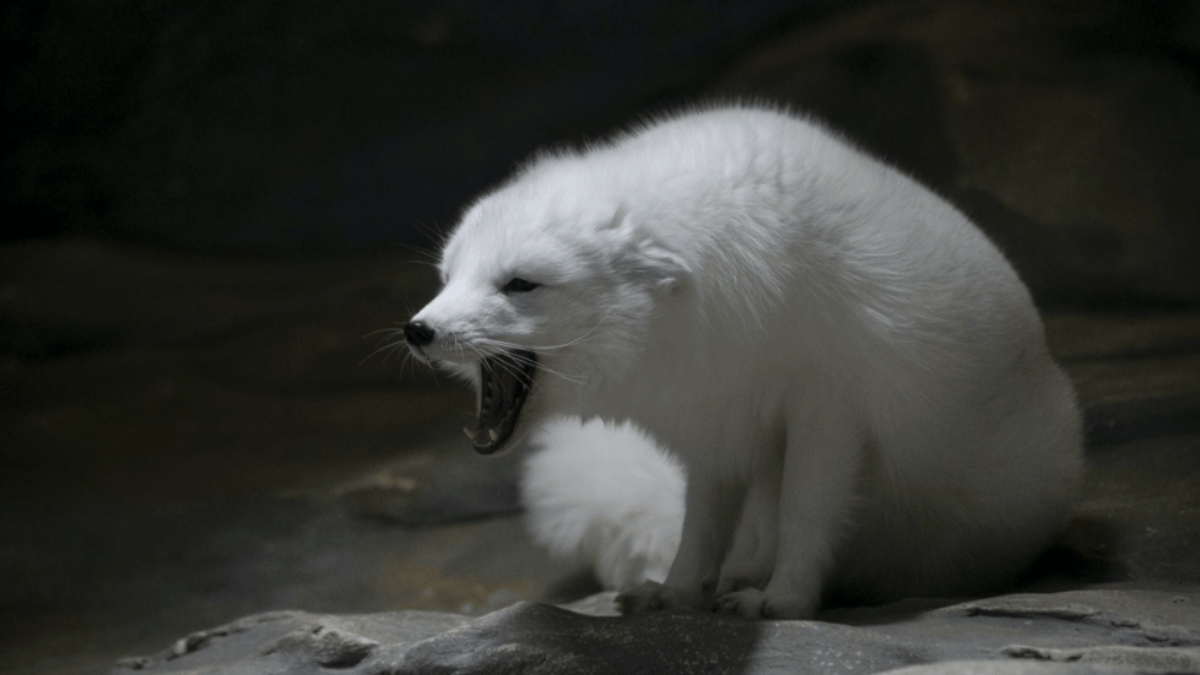 top-10-most-unfaithful-animals-in-the-world-lions-to-black-swans