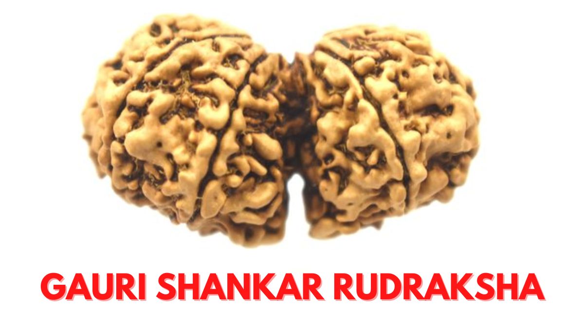 Gauri Shankar Rudraksha Significance And Benefits Of Using This