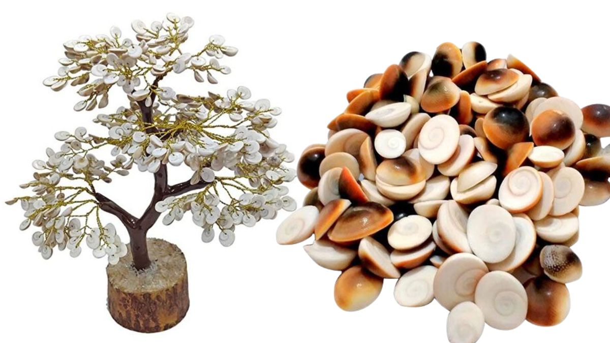 gomti-chakra-5-lesser-known-benefits-of-using-this-miraculous-stone-to-attract-money