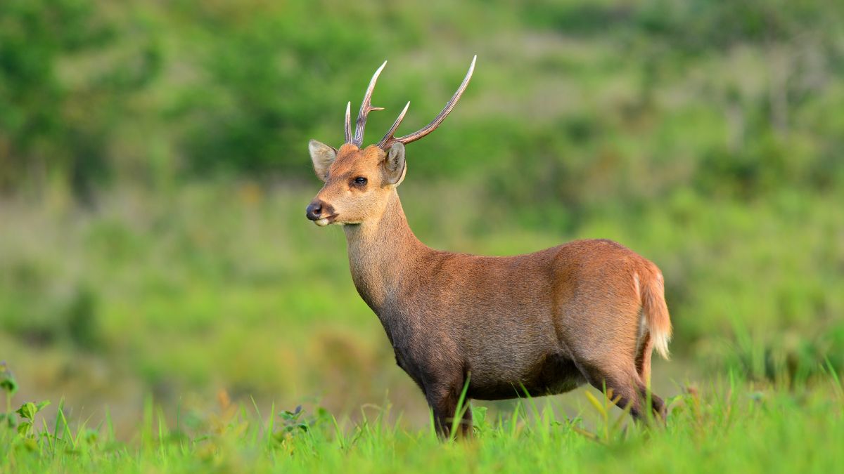 assam-four-arrested-for-poaching-hog-deer-at-kaziranga-national-park-caught-with-help-of-sniffer-dog