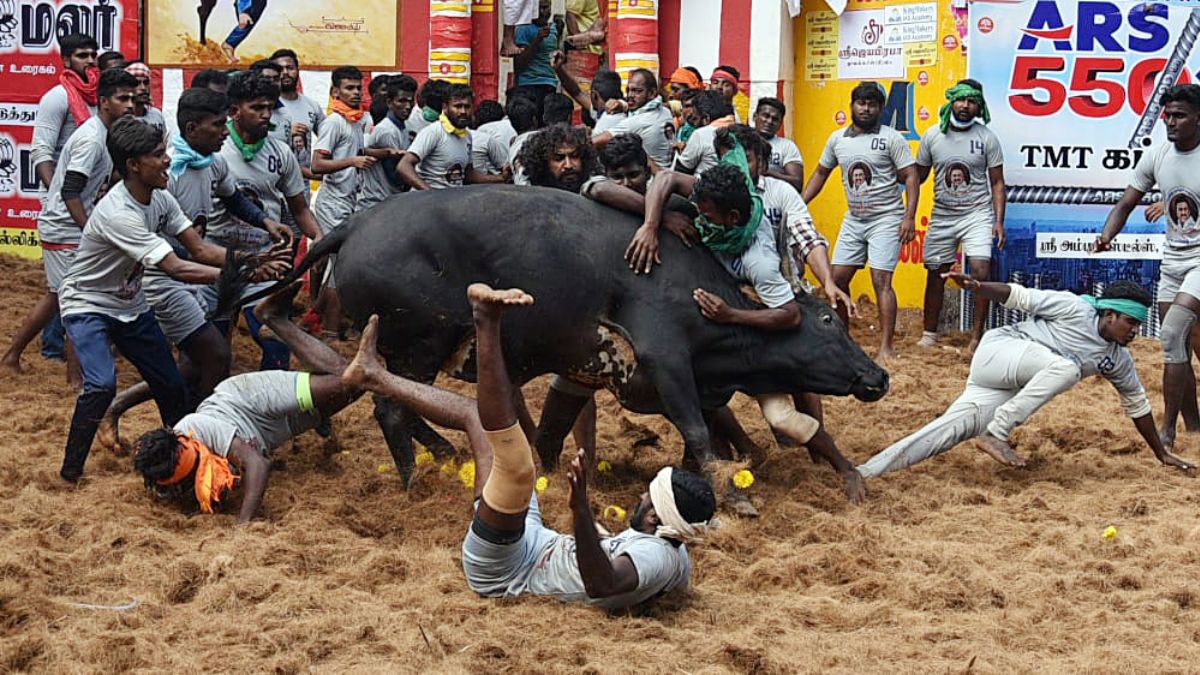 Madurai Jallikattu 2024 Dates Announced For Avaniyapuram, Alanganallur