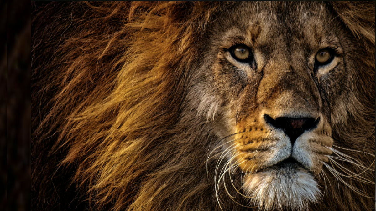 Representative Image (Source: Pexels)